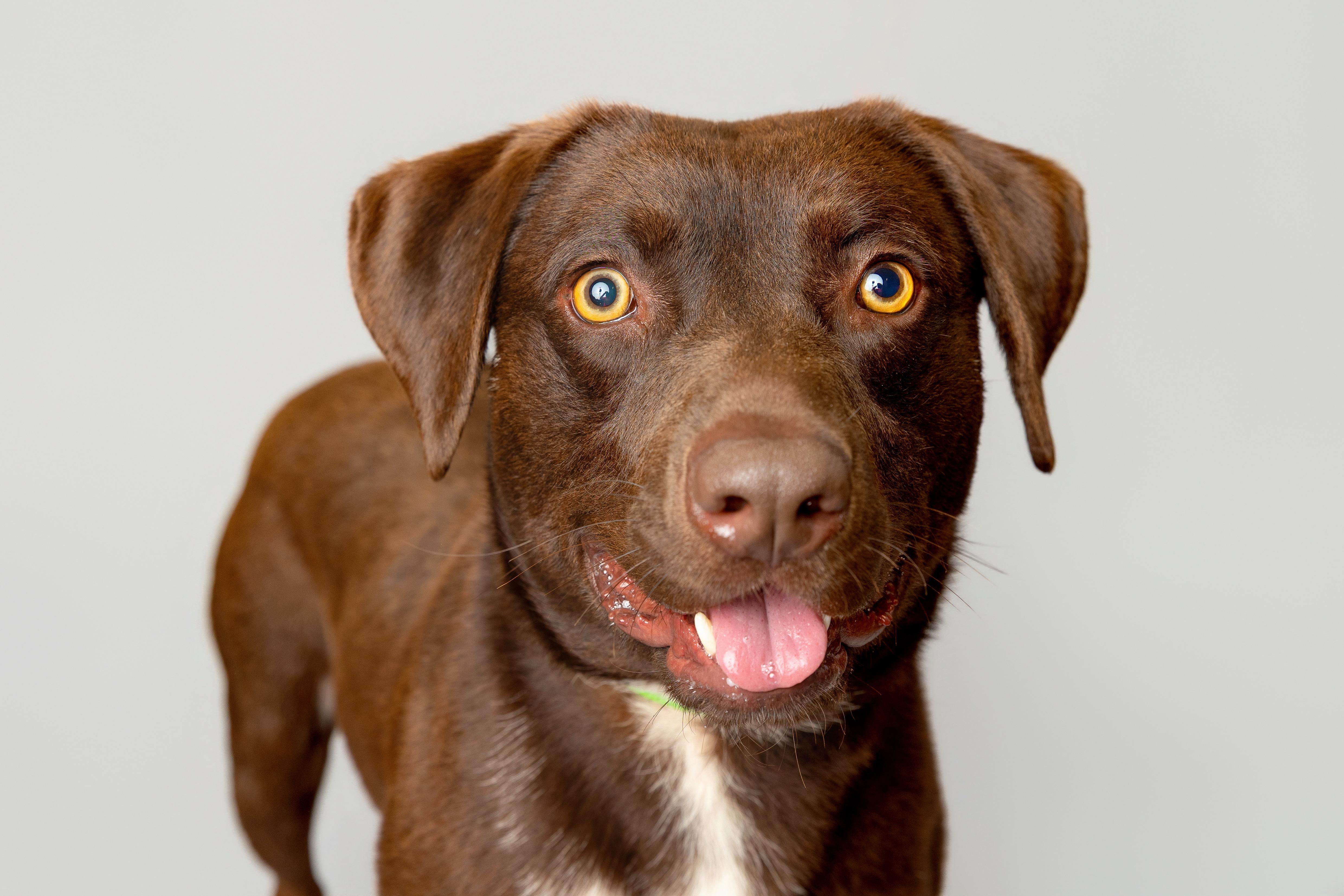 Boomer, ADOPTABLE, Adult Male Chocolate Labrador Retriever.