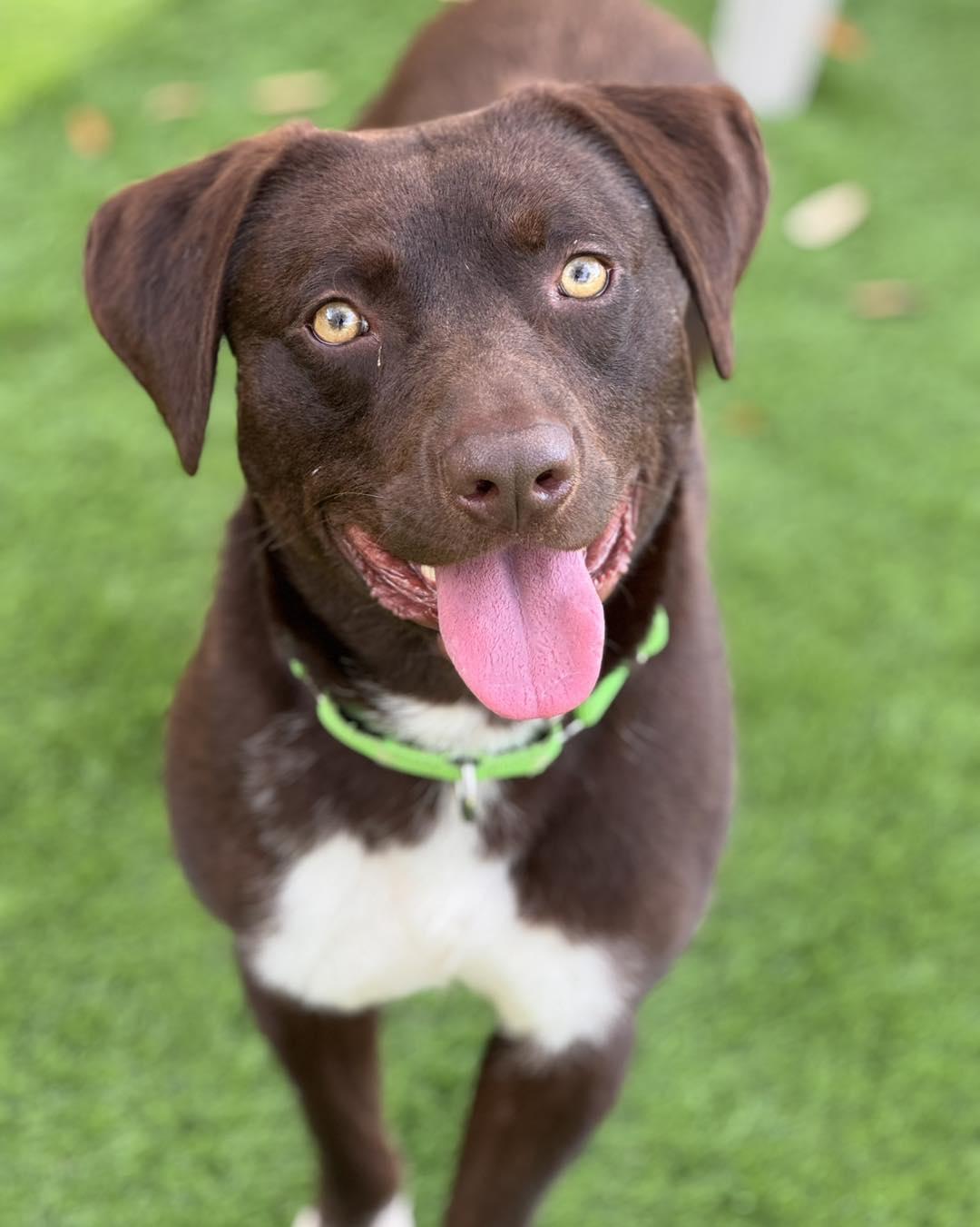 Enlarge Boomer, a ADOPTABLE mixed breed in Pawleys Island, SC image 4/4
