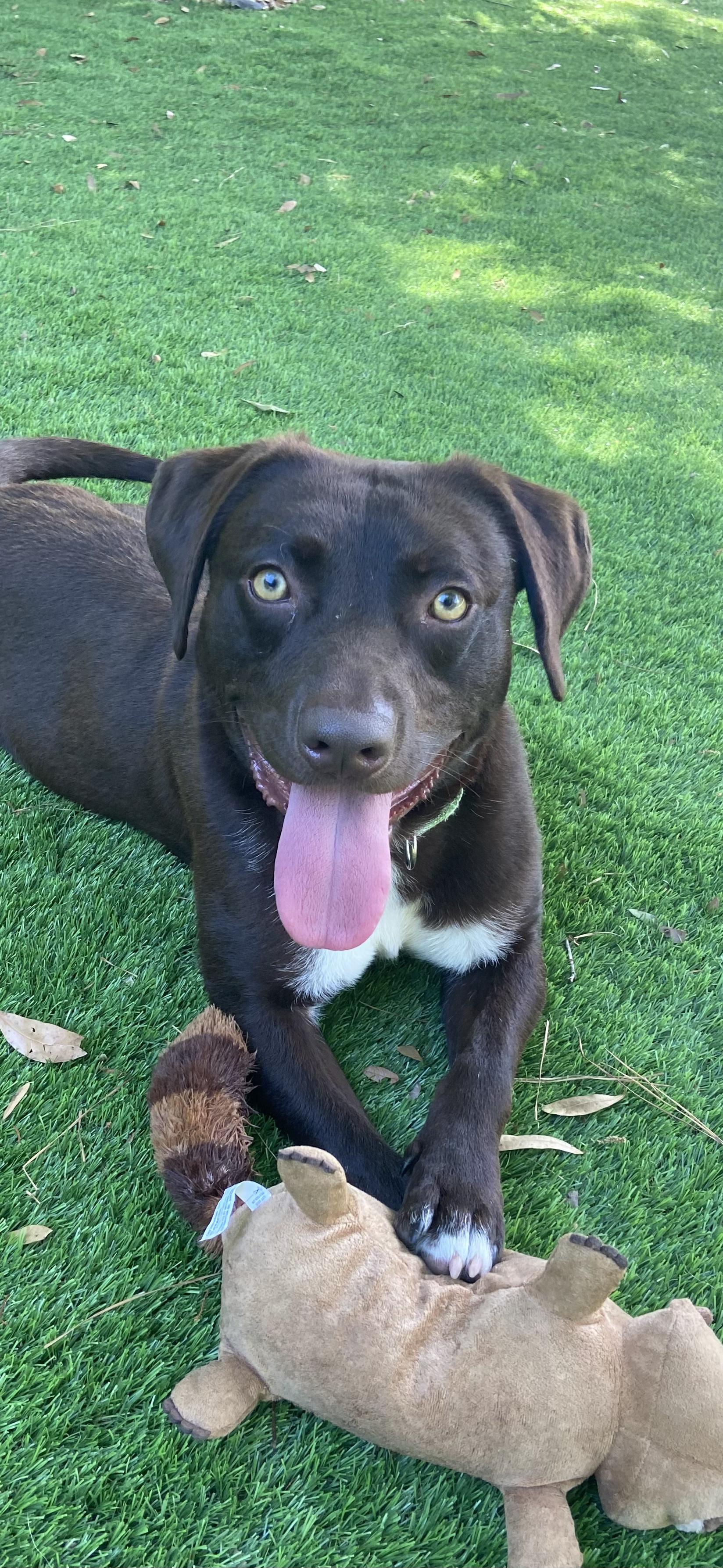 Enlarge Boomer, a ADOPTABLE mixed breed in Pawleys Island, SC image 2/4