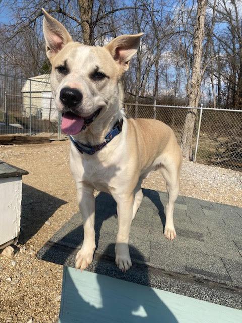 Enlarge Bishop, a Adoptable mixed breed in Centralia, IL image 1/3