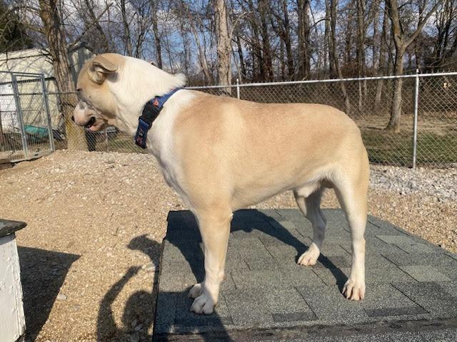 Enlarge Bishop, a Adoptable mixed breed in Centralia, IL image 3/3