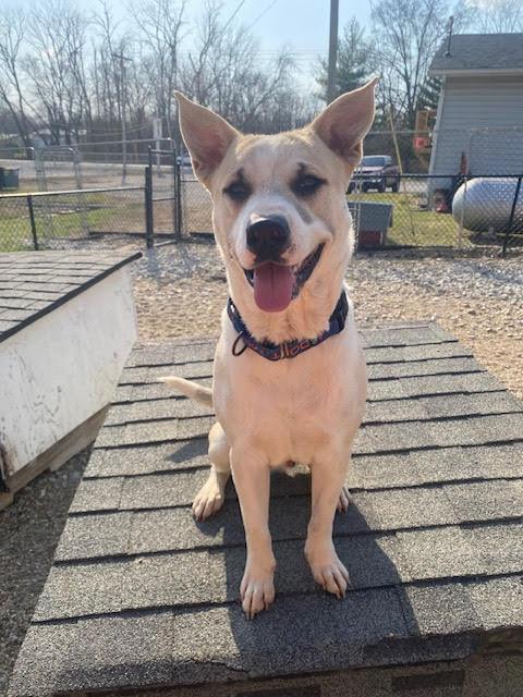 Enlarge Bishop, a Adoptable mixed breed in Centralia, IL image 2/3