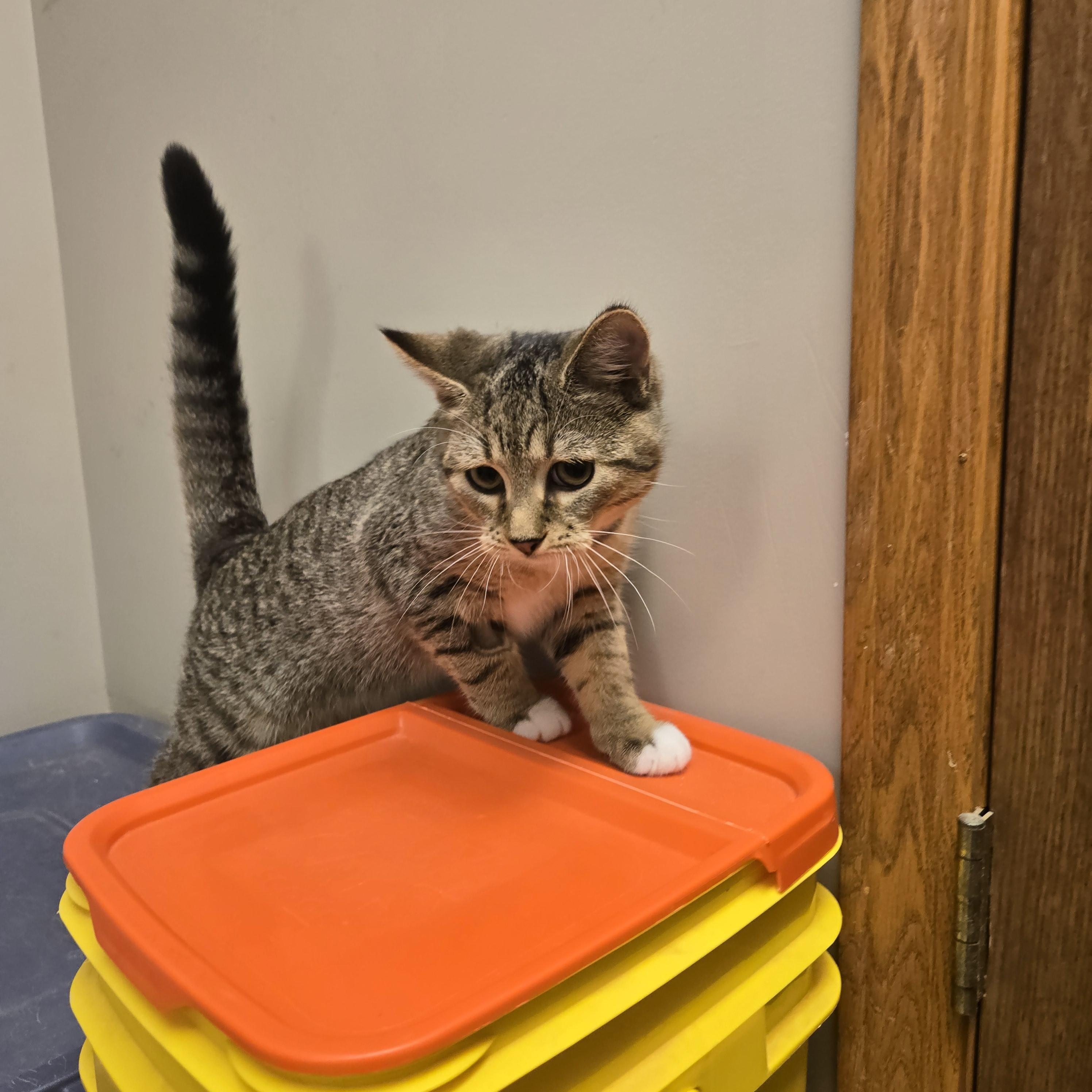 Simon, adopted, Kitten Male Domestic Short Hair.