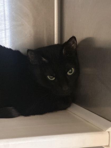 Vixen, a Adoptable mixed breed in Twinsburg, OH image 1/2