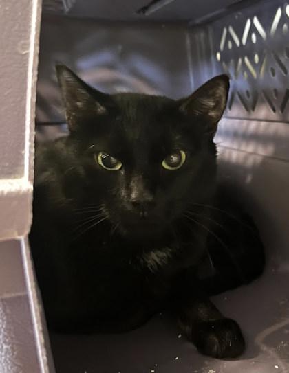 Vixen, a Adoptable mixed breed in Twinsburg, OH image 2/2