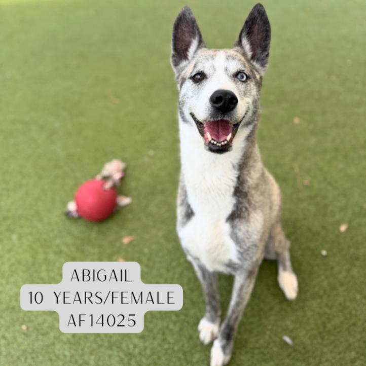 Abigail, Adoptable, Adult Female Cattle Dog & Husky.