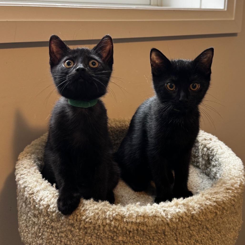 Zena (neon green collar), Adoptable, Kitten Female Domestic Short Hair.