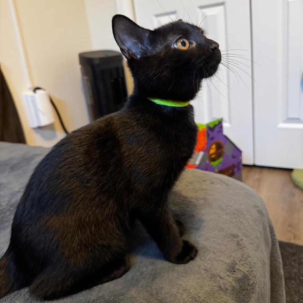 Zena (neon green collar), a Adoptable Domestic Short Hair in Puslinch, ON image 1/6