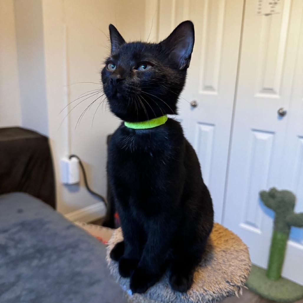 Zena (neon green collar), a Adoptable Domestic Short Hair in Puslinch, ON image 2/6