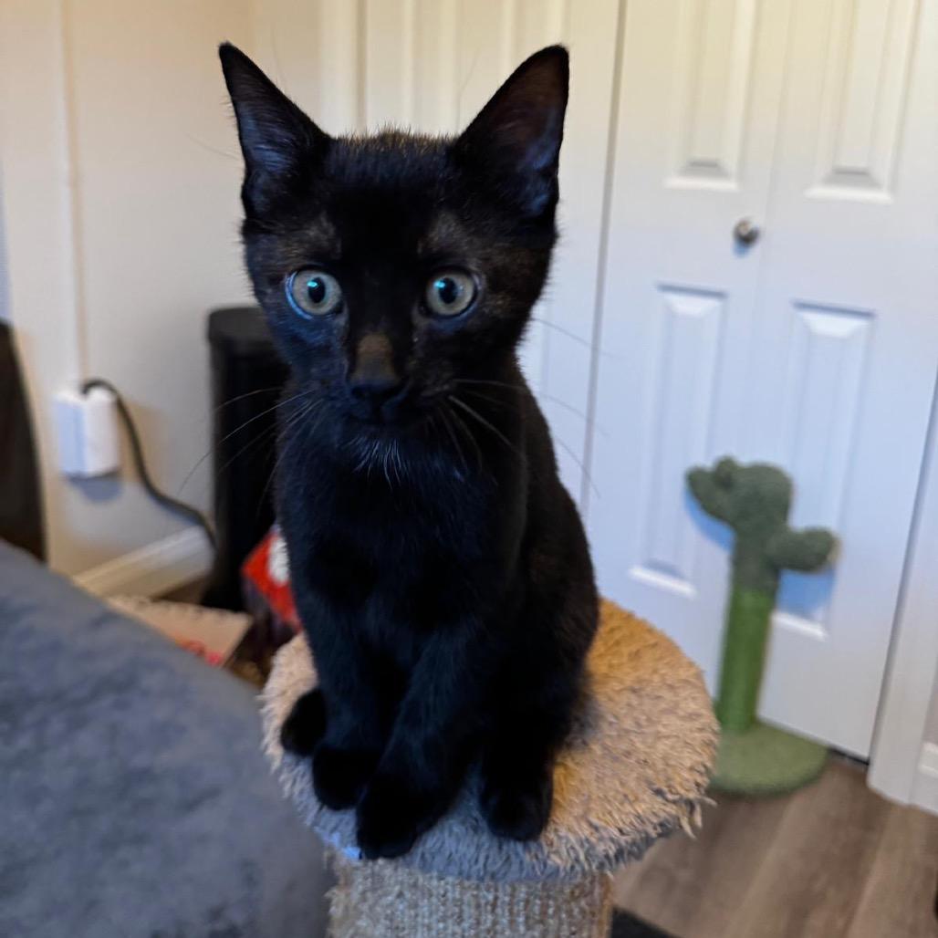 Zena (neon green collar), a Adoptable Domestic Short Hair in Puslinch, ON image 3/6