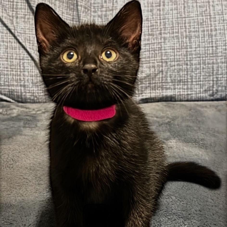 Zena (neon green collar), a Adoptable Domestic Short Hair in Puslinch, ON image 5/6