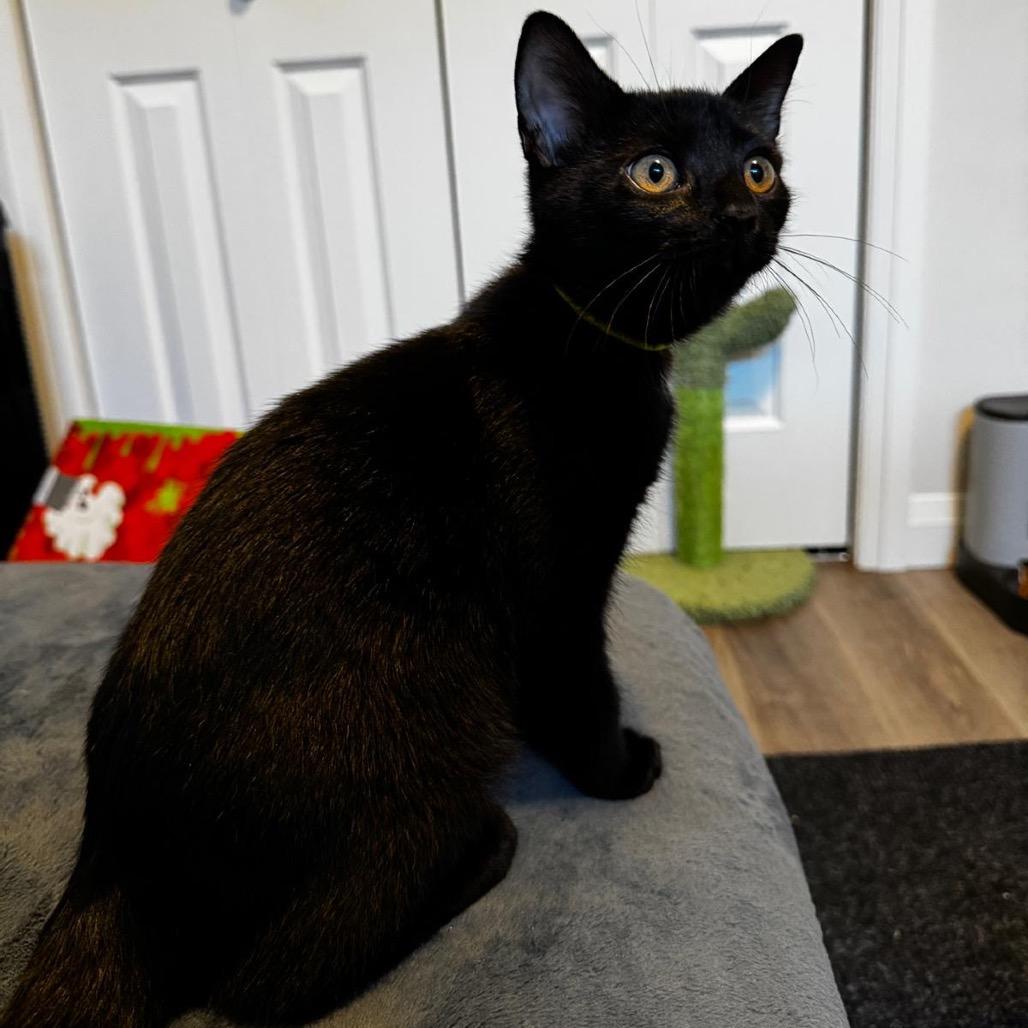 Zena (neon green collar), a Adoptable Domestic Short Hair in Puslinch, ON image 6/6