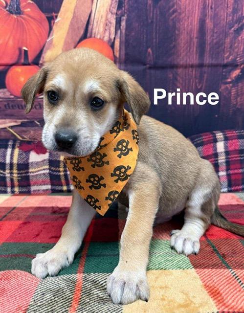 Enlarge Prince, a Adoptable mixed breed in Sparta, NJ image 5/5