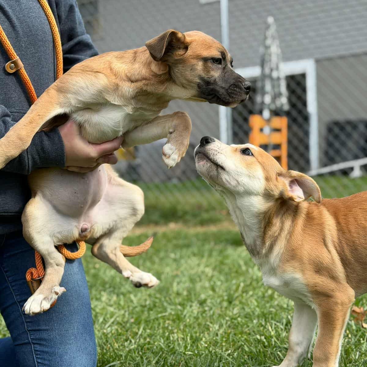 Enlarge Prince, a Adoptable mixed breed in Sparta, NJ image 2/5