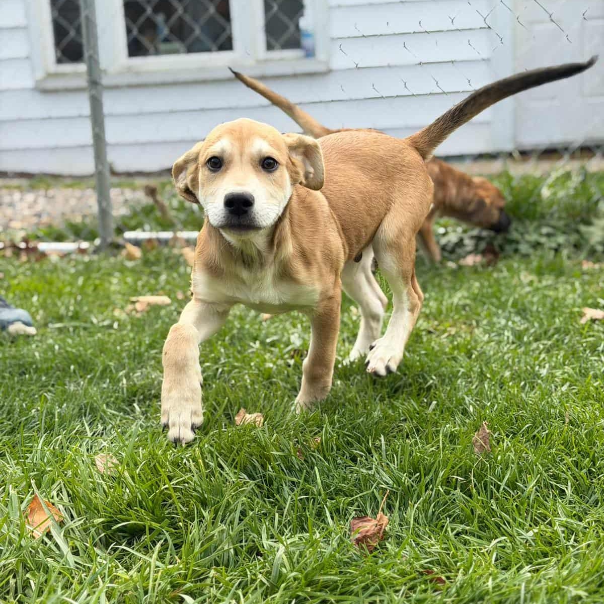 Enlarge Prince, a Adoptable mixed breed in Sparta, NJ image 1/5
