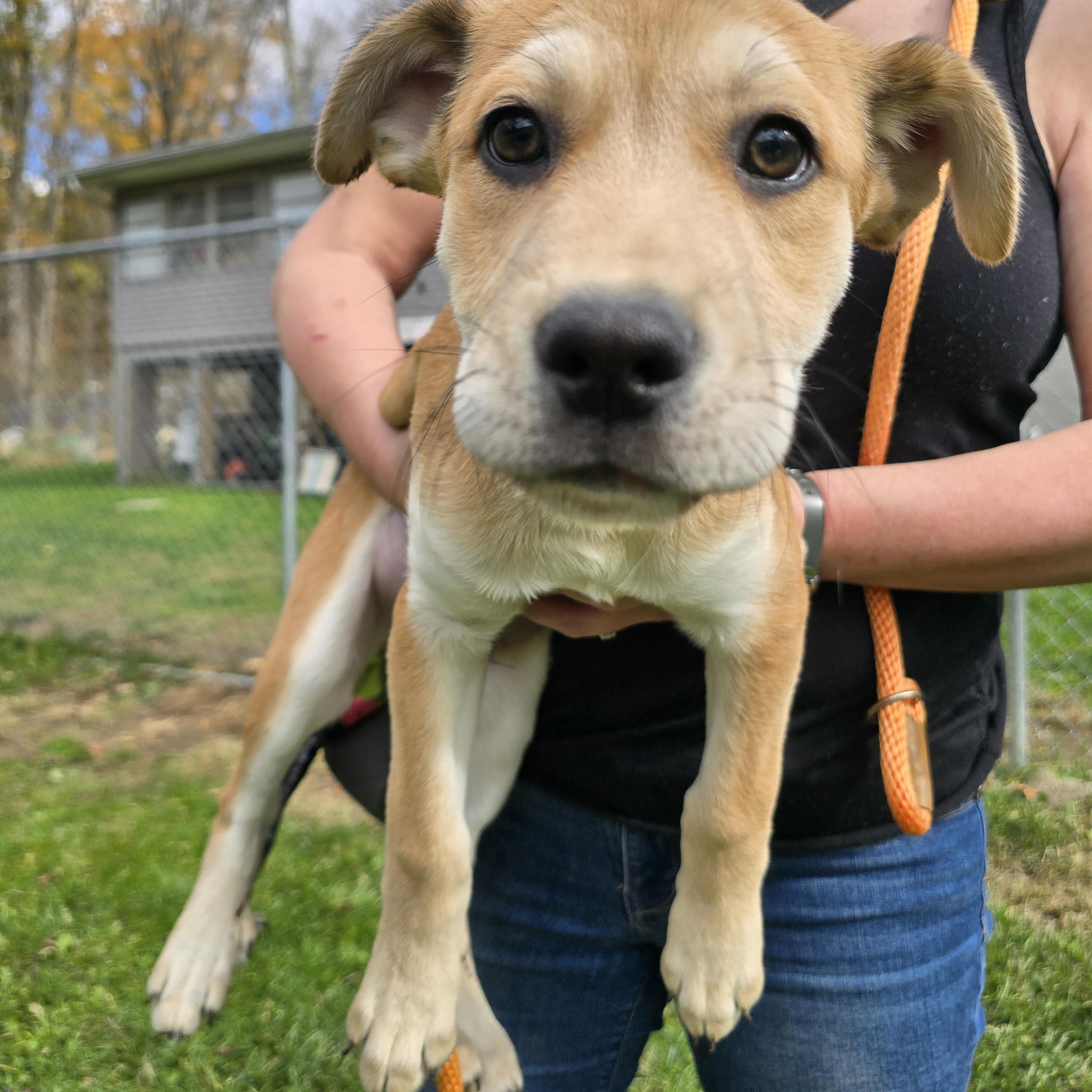 Enlarge Prince, a Adoptable mixed breed in Sparta, NJ image 3/5
