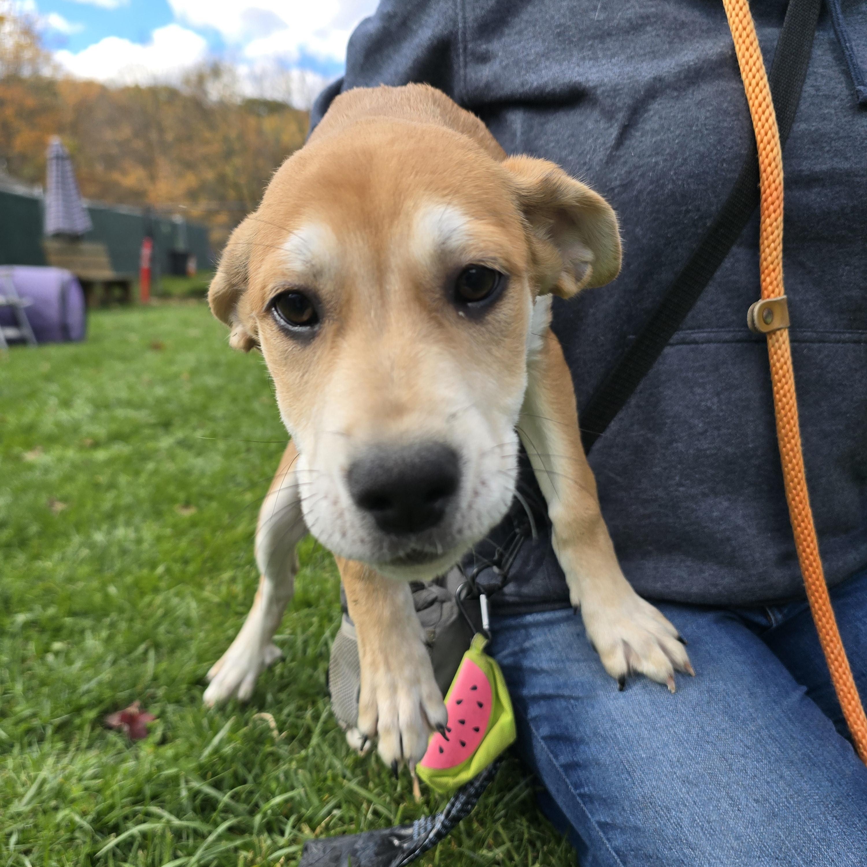 Enlarge Prince, a Adoptable mixed breed in Sparta, NJ image 4/5