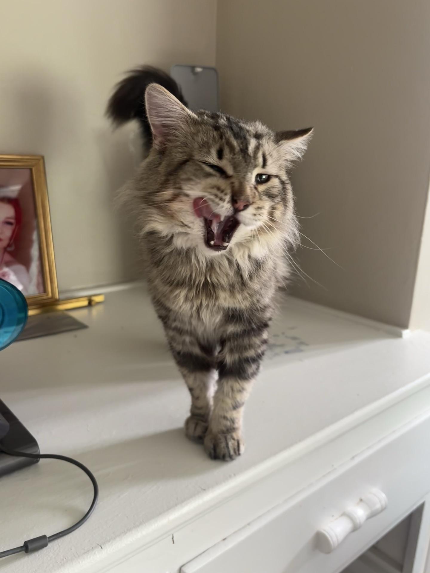 Enlarge Frizzy, a Adoptable mixed breed in Greensburg, PA image 6/6