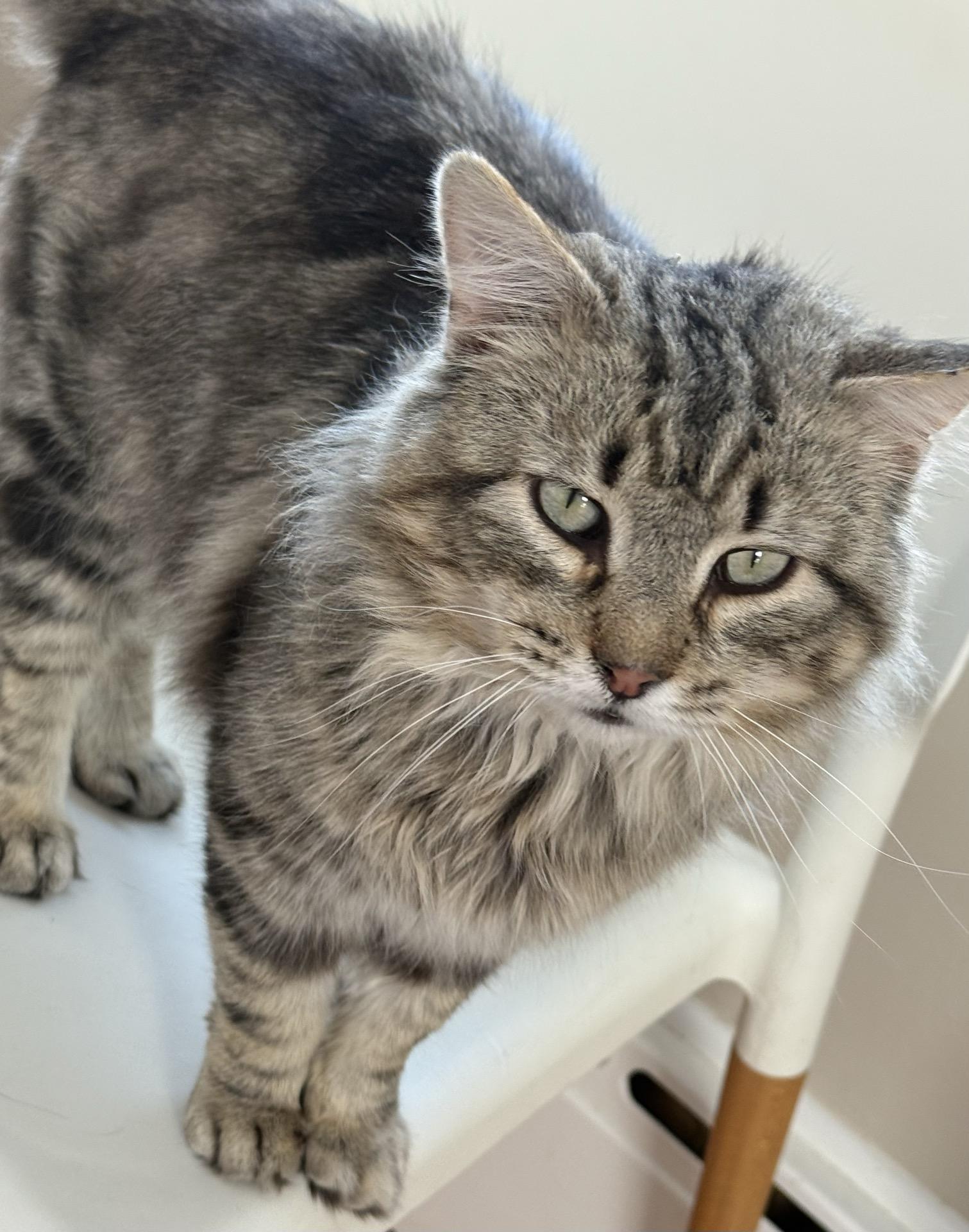 Enlarge Frizzy, a Adoptable mixed breed in Greensburg, PA image 5/6