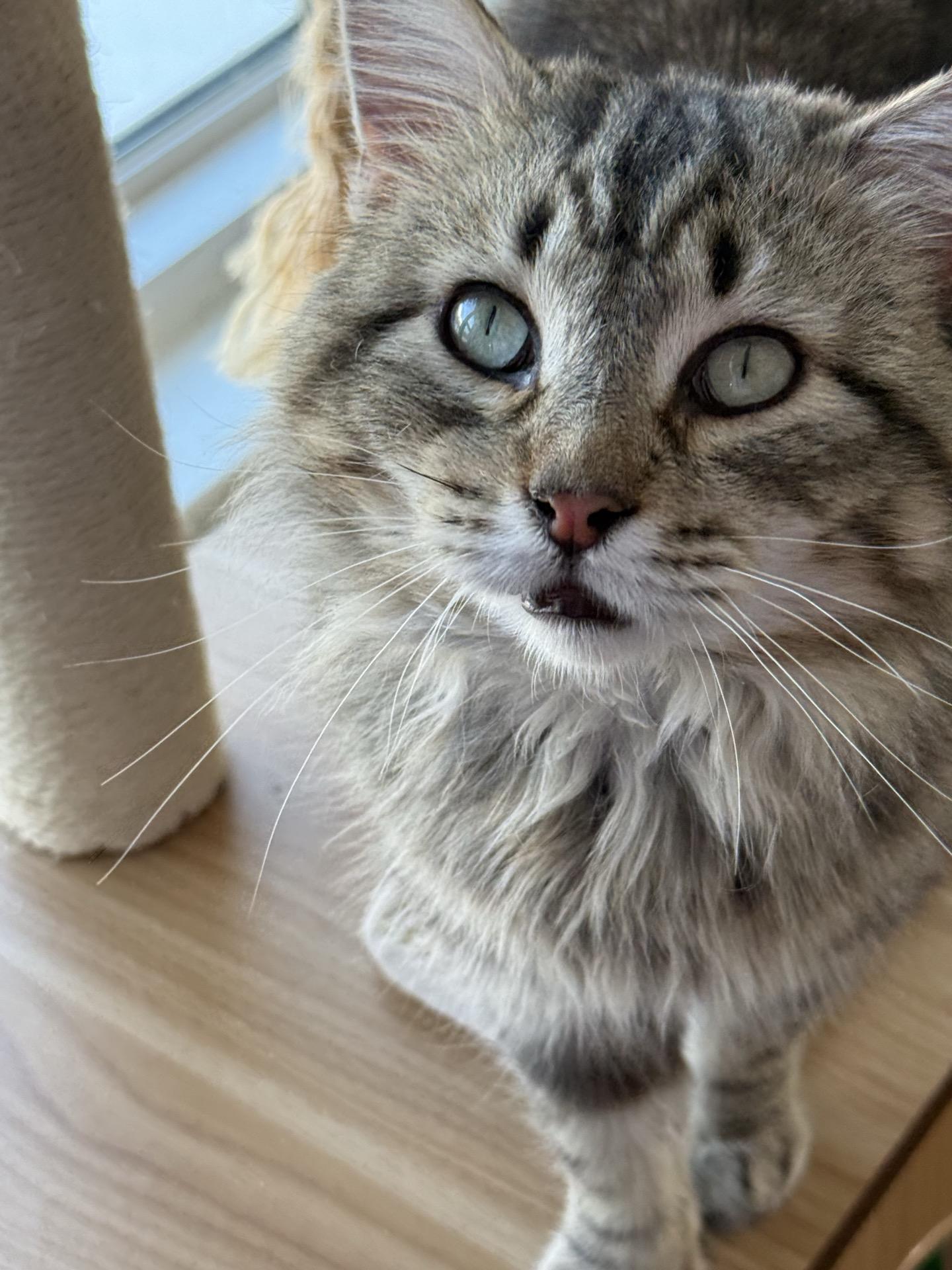 Enlarge Frizzy, a Adoptable mixed breed in Greensburg, PA image 3/6