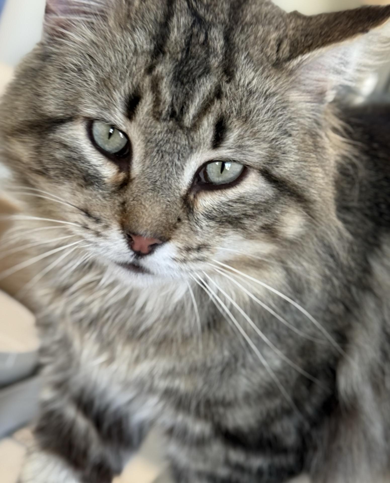 Enlarge Frizzy, a Adoptable mixed breed in Greensburg, PA image 4/6