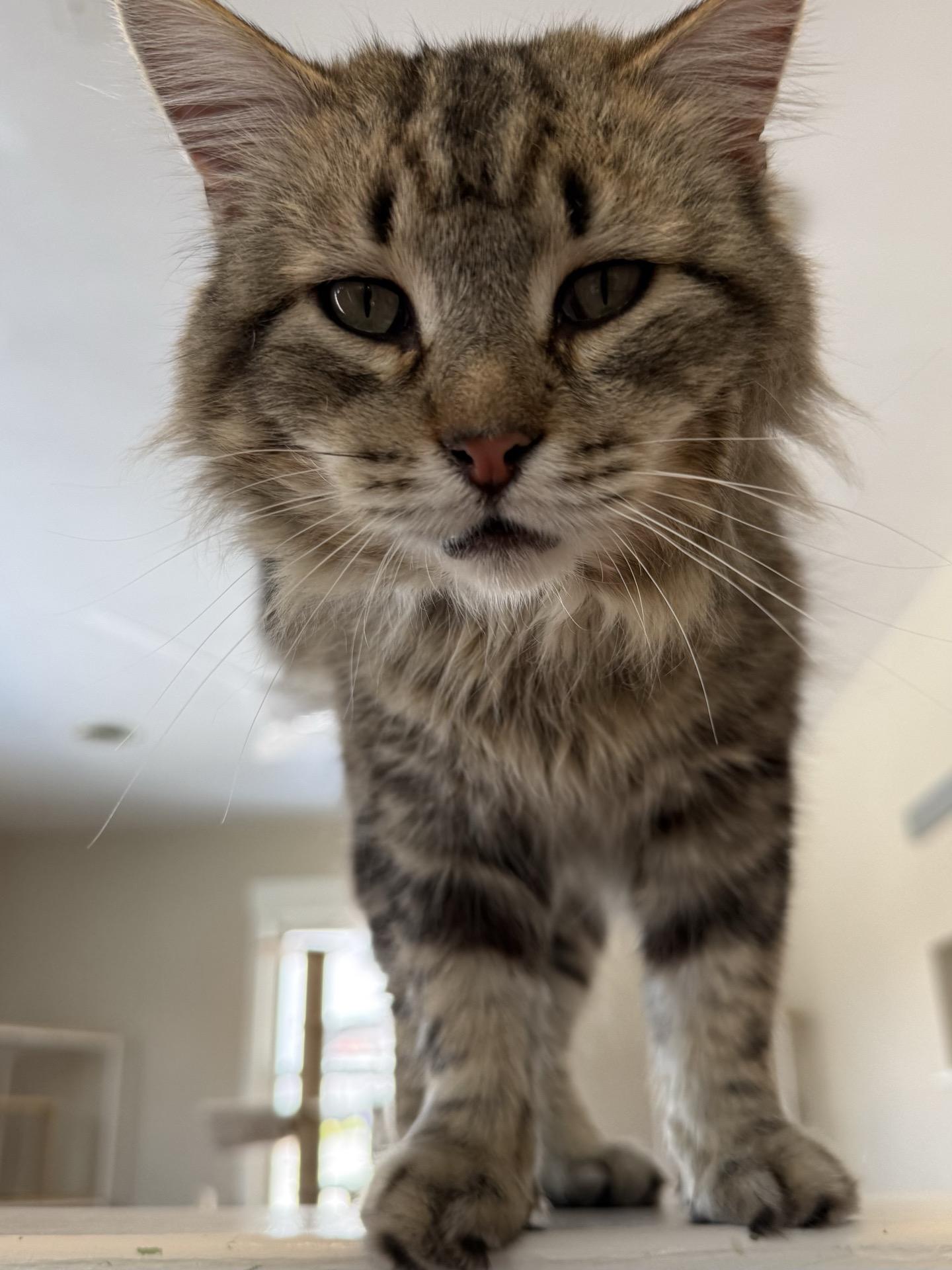 Enlarge Frizzy, a Adoptable mixed breed in Greensburg, PA image 2/6