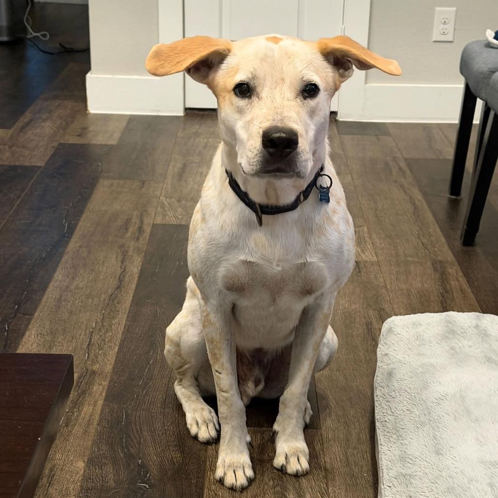 Enlarge King, a Adoptable mixed breed in Houston, TX image 4/6