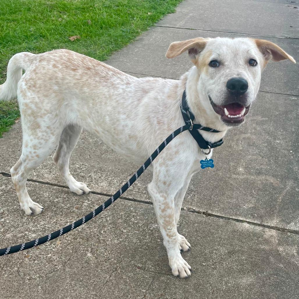 Enlarge King, a Adoptable mixed breed in Houston, TX image 6/6