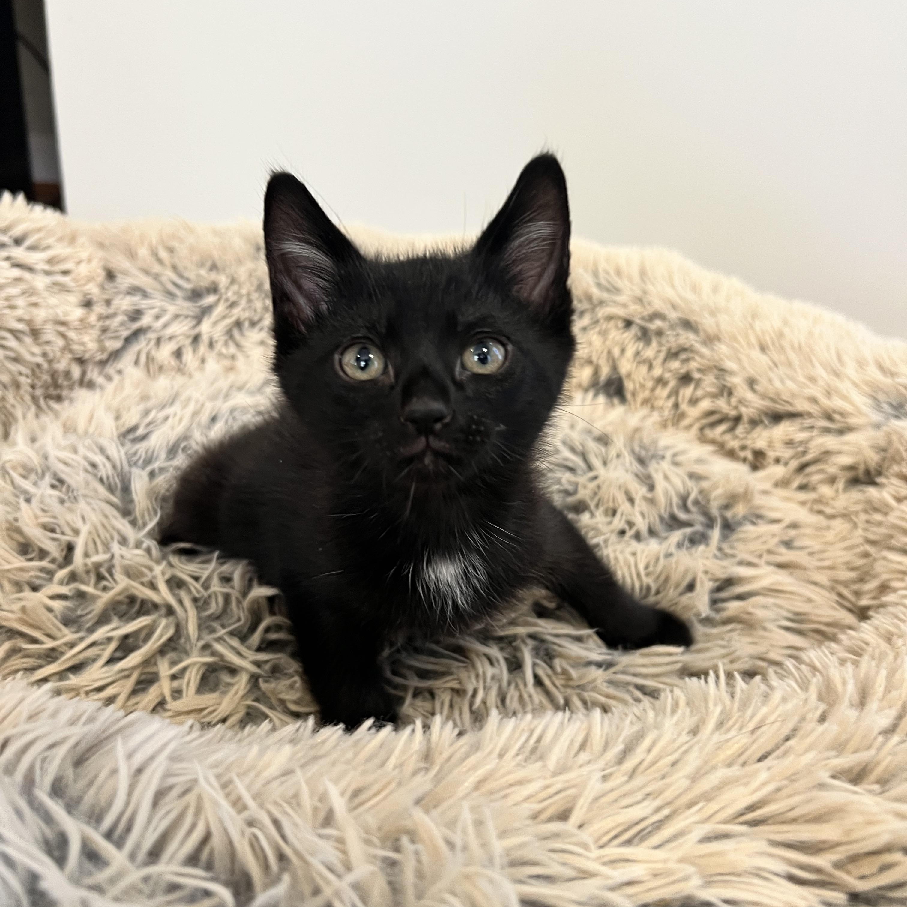 Elvis Purrsly, ADOPTABLE, Kitten Male Domestic Short Hair.