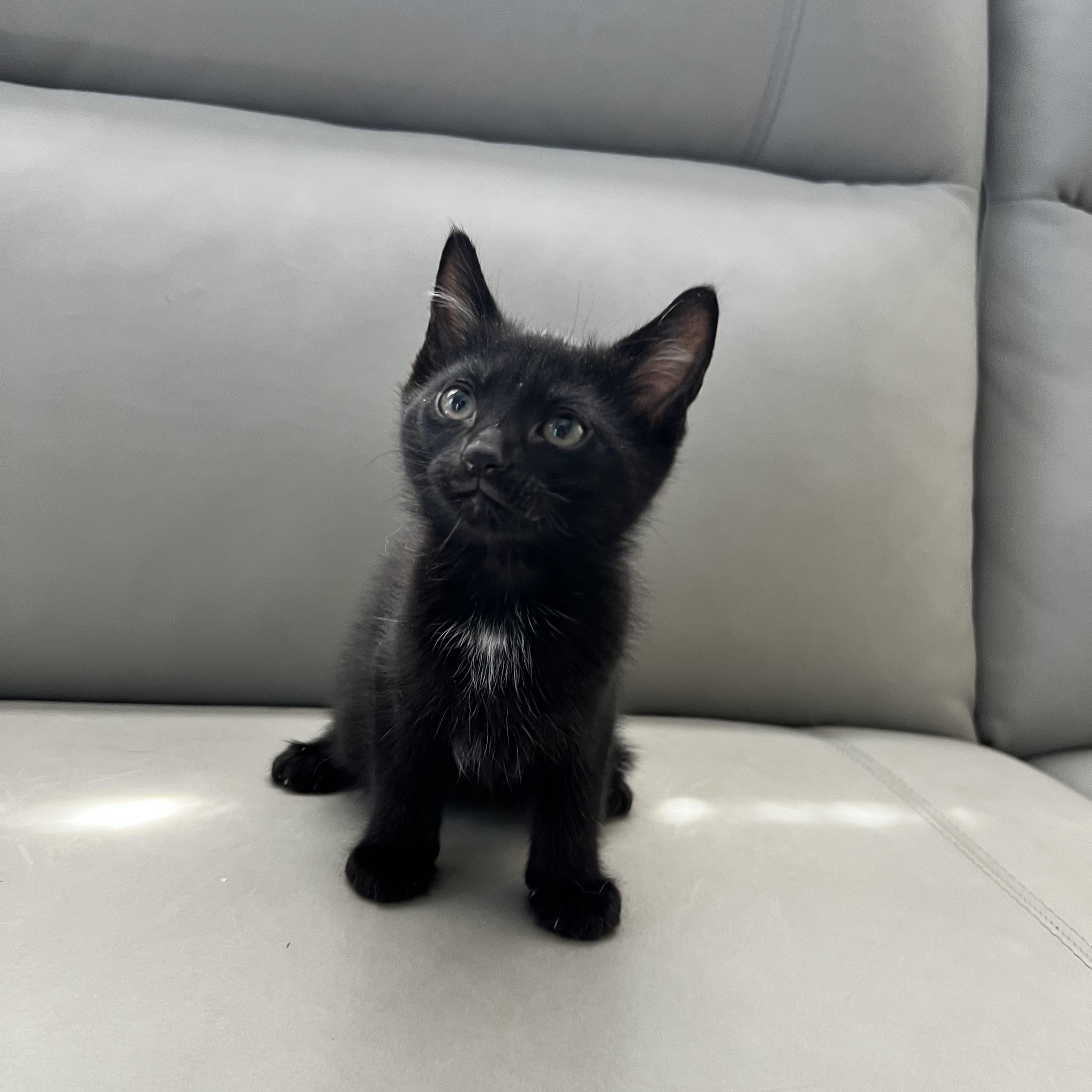 Elvis Purrsly, a ADOPTABLE Domestic Short Hair in Hughesville, MD image 2/2