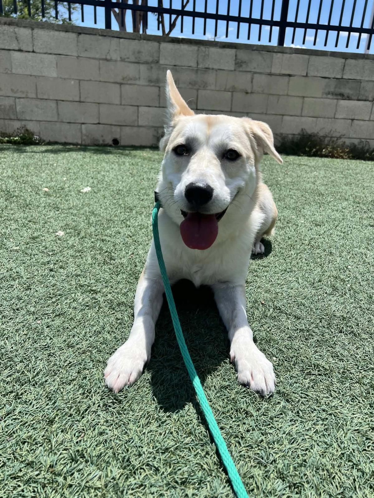 Lainey, Adoptable, Adult Female Husky.