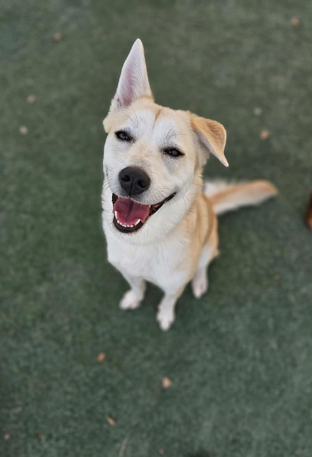 Enlarge Lainey, a Adoptable Husky in Rockwall, TX image 2/3