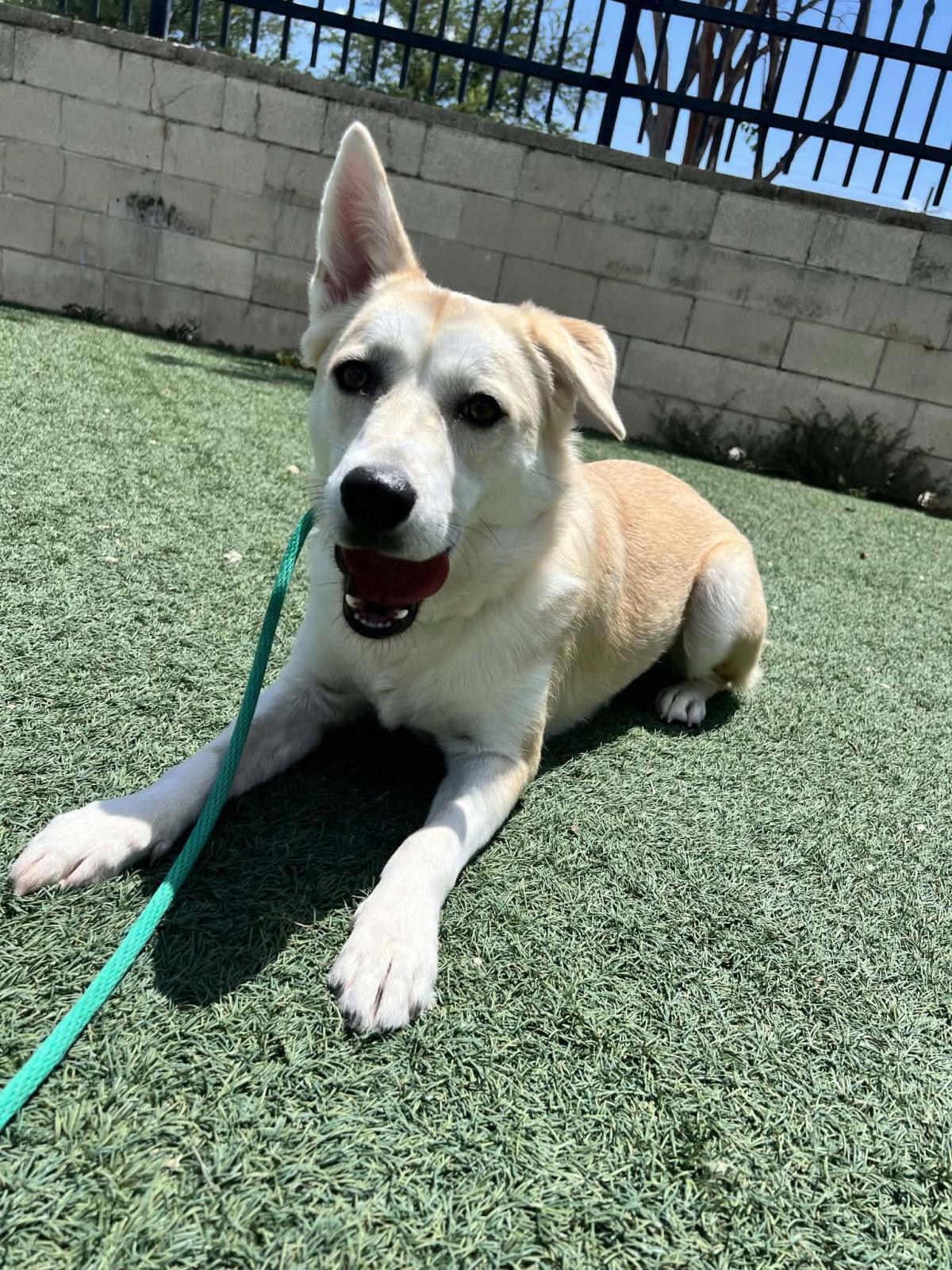Enlarge Lainey, a Adoptable Husky in Rockwall, TX image 3/3