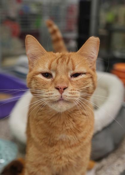 Mani 61793, a Adoptable mixed breed in Aiken, SC image 1/2