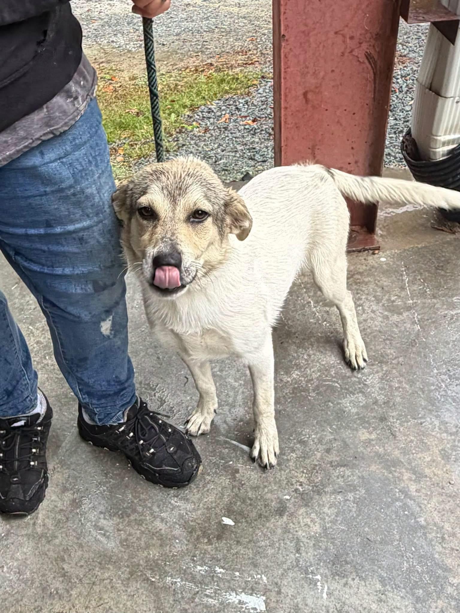 Enlarge Brow, a Adoptable mixed breed in Elizabethtown, NC image 1/1