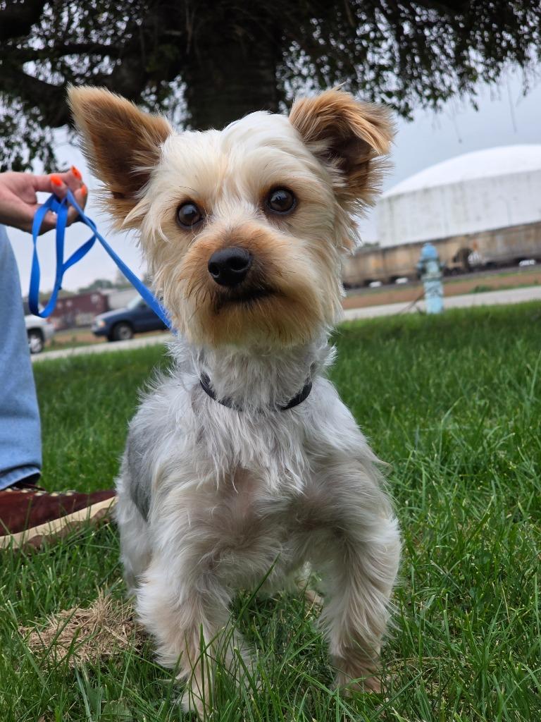 Benji photo