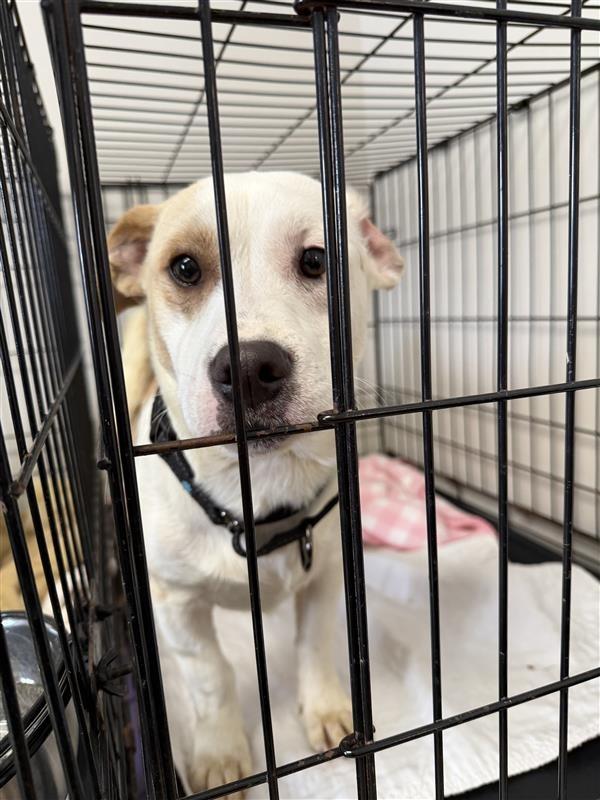 Frosty, Adoptable, Young Male Terrier & Pit Bull Terrier.