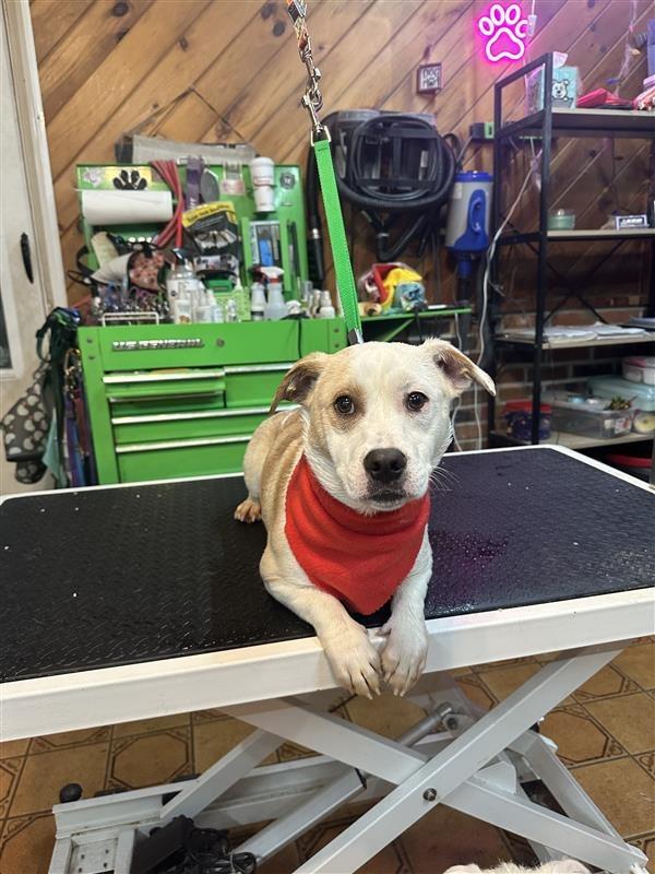 Enlarge Frosty, a Adoptable mixed breed in Gloversville, NY image 2/2