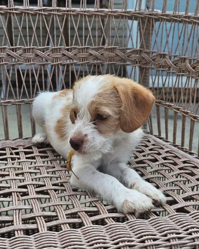 Pongo, Adoptable, Puppy Male Standard Poodle & Beagle.