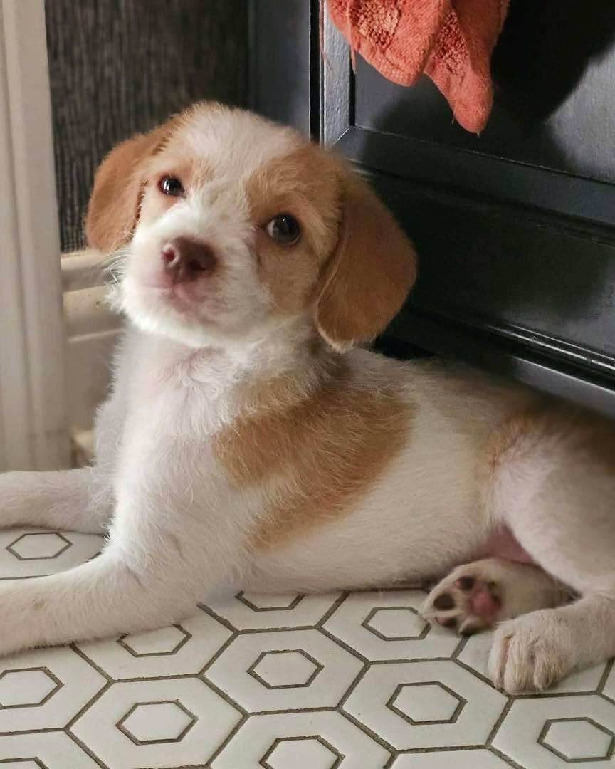 Pongo, Adoptable, Puppy Male Standard Poodle & Beagle.