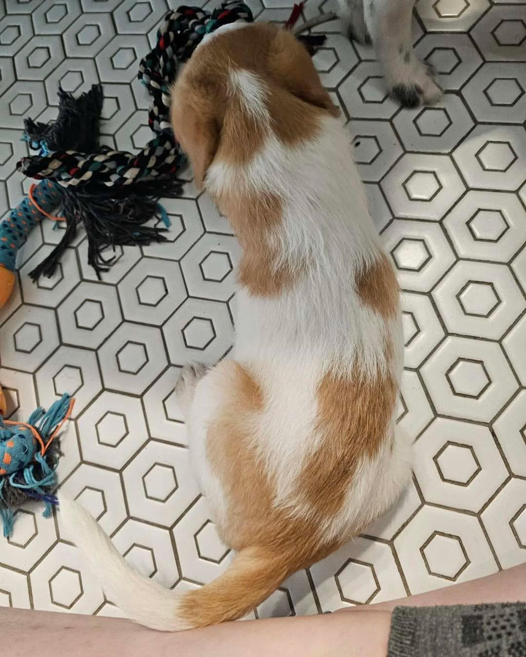 Enlarge Pongo, a Adoptable mixed breed in Richmond, KY image 3/3
