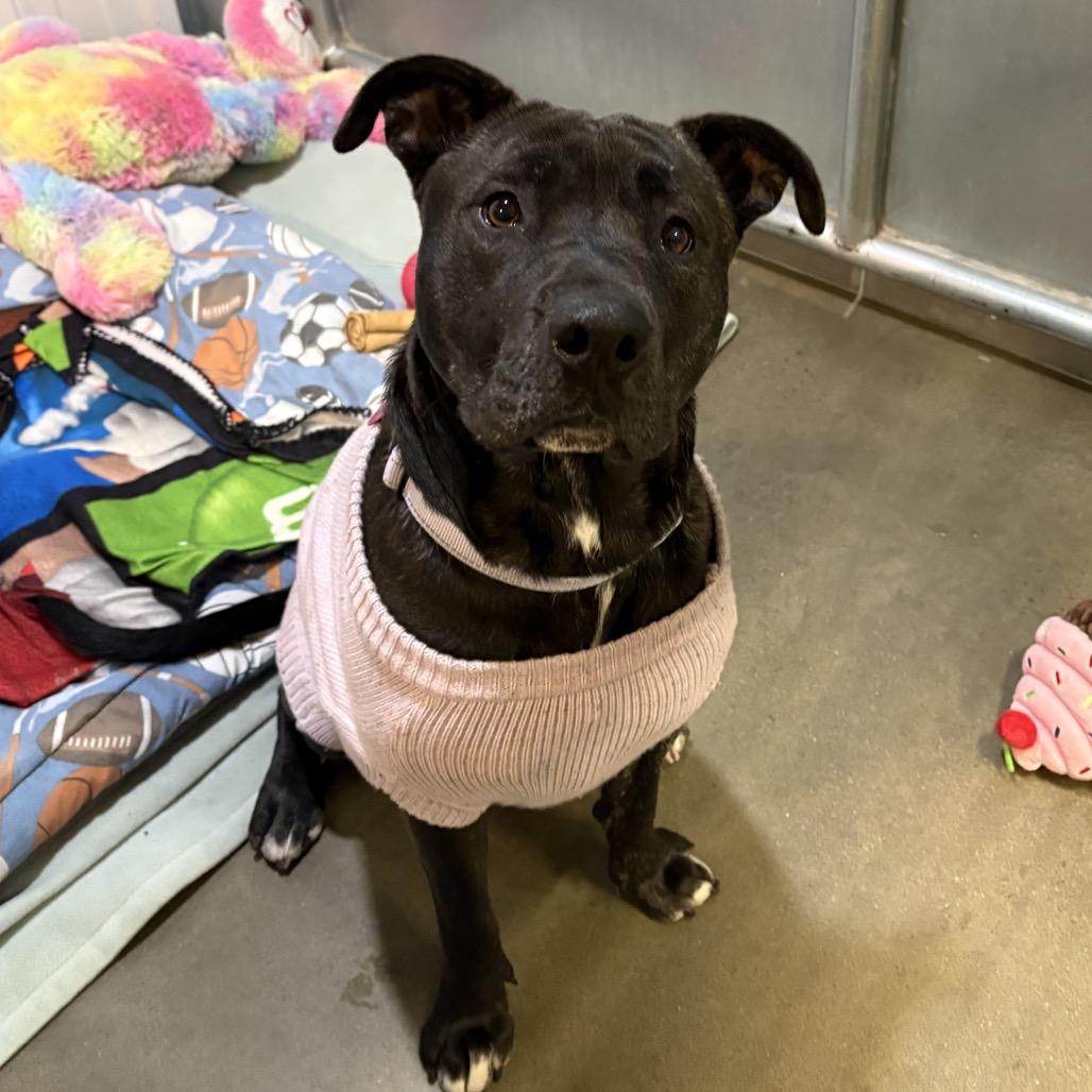 Kova, a Adoptable Mixed Breed in Bismarck, ND image 1/6