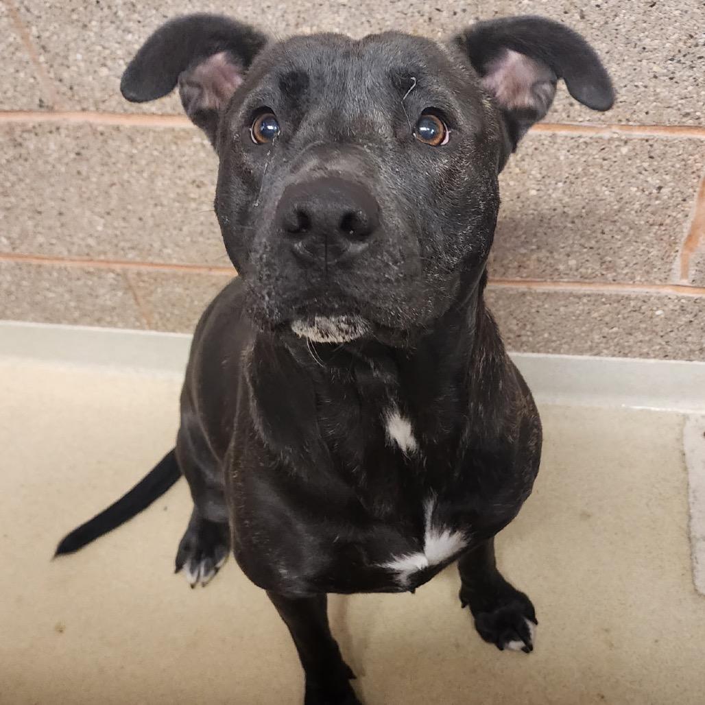 Kova, a Adoptable Mixed Breed in Bismarck, ND image 2/6