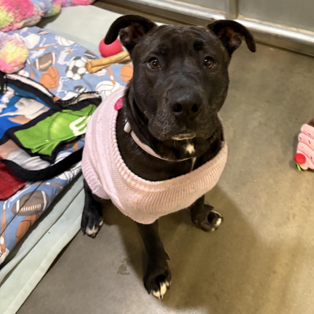 Kova, a Adoptable Mixed Breed in Bismarck, ND image 4/6