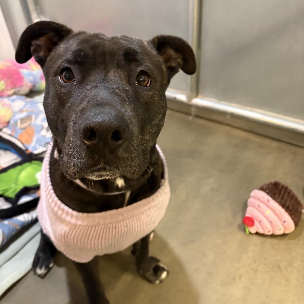 Kova, a Adoptable Mixed Breed in Bismarck, ND image 5/6