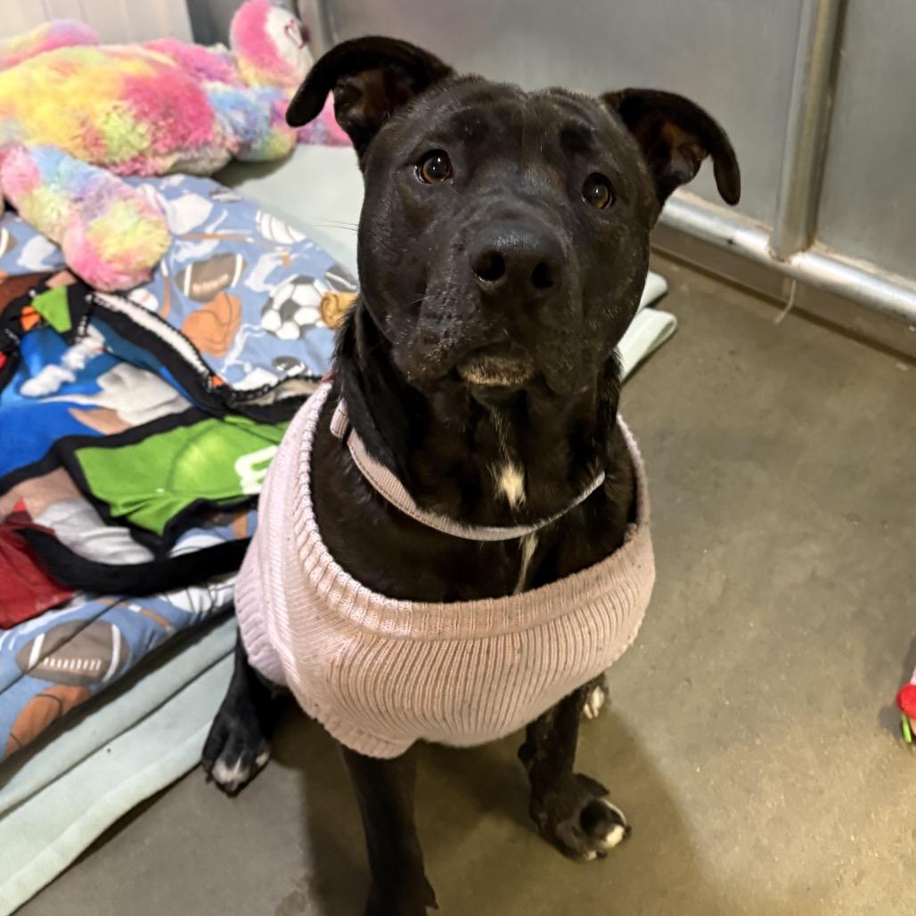 Kova, a Adoptable Mixed Breed in Bismarck, ND image 6/6