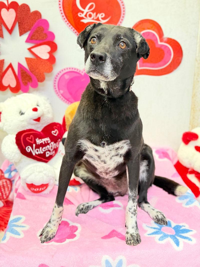 Hattie, ADOPTABLE, Adult Female Cane Corso & Great Dane.