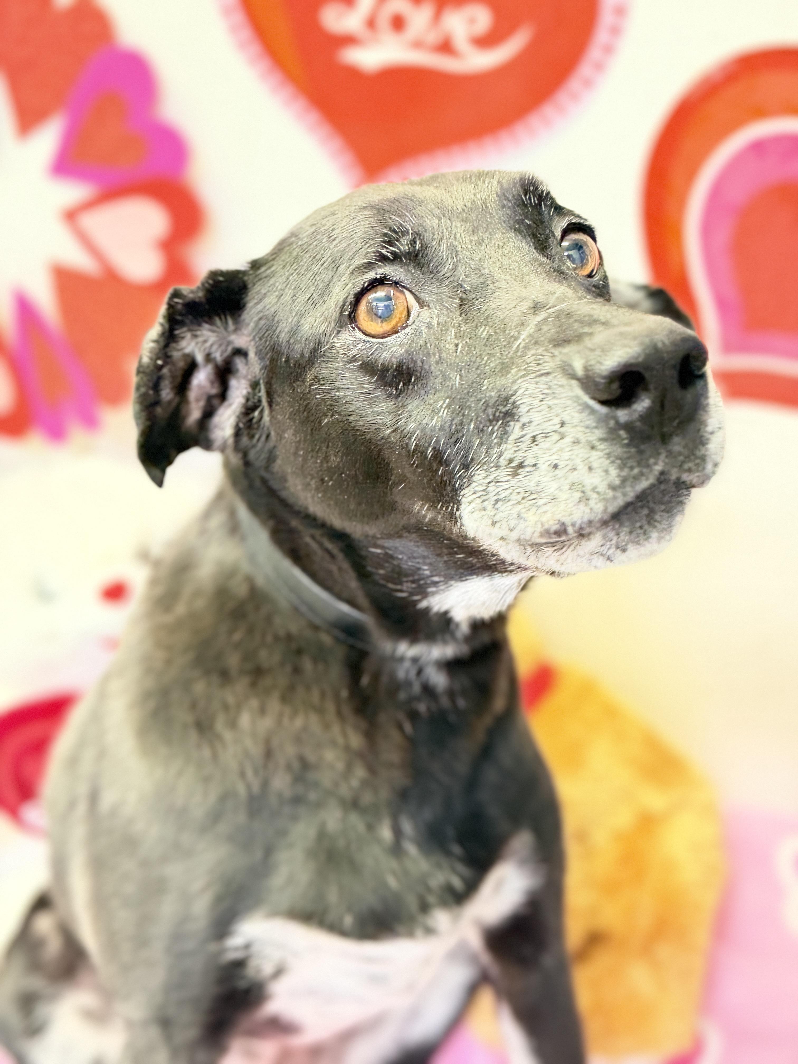 Enlarge Hattie, a ADOPTABLE mixed breed in Horseshoe Bend, AR image 2/3