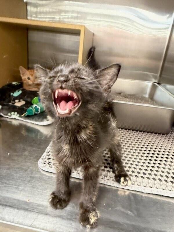 Fanta, Adopted, Kitten Female Domestic Short Hair.