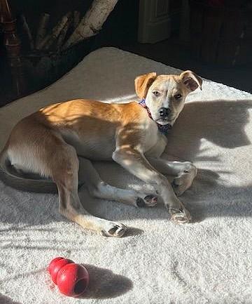 Enlarge Lucille, a ADOPTABLE mixed breed in Mechanicsburg, PA image 4/6